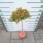 Cypruštek tupolistý (Chamaecyparis obtusa) ´GITTE´ - výška 100-120 cm, kont. C5L - NA KMIENKU