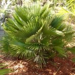 Palmička nízka (Chamaerops Humilis) ´VULCANO´ - výška 80-90 cm, kont. C18L (-14°C)
