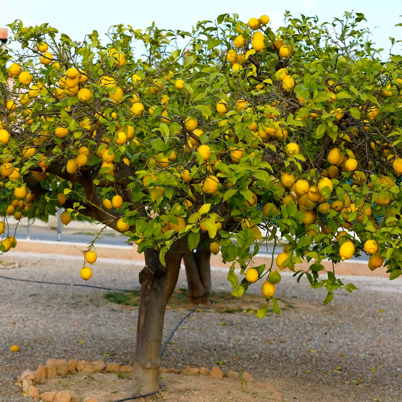 Obrázok Citrónovník (Citrus limon) ´MEYERI´ - výška 140-150 cm, obvod kmeňa 4/6 cm, kont. C35L