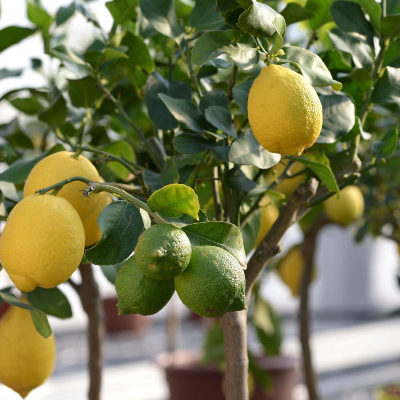 Obrázok Citrónovník (Citrus limon) ´MEYERI´ - výška 140-150 cm, obvod kmeňa 4/6 cm, kont. C35L