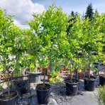 Citrónovník (Citrus limon) ´MEYERI´ - výška 140-150 cm, obvod kmeňa 4/6 cm, kont. C35L