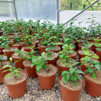 Citróno-pomaranč 2v1 (Citrus volkamer - kríženec) ´VOLKAMERIANA´ - výška 15-25 cm, kont. C2L