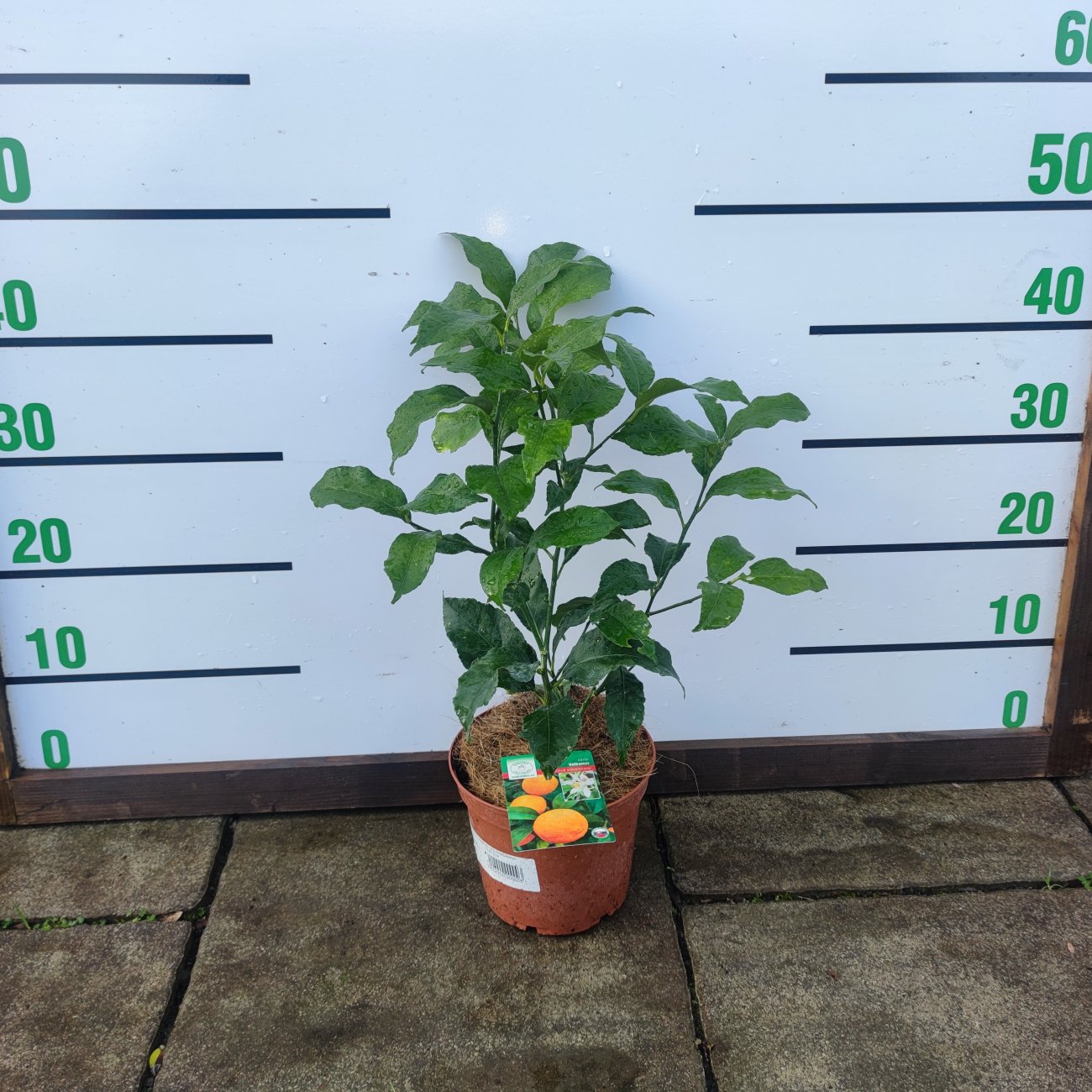 Obrázok Citróno-pomaranč 2v1 (Citrus volkamer - kríženec) ´VOLKAMERIANA´ - výška 15-25 cm, kont. C2L