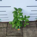 Citróno-pomaranč 2v1 (Citrus volkamer - kríženec) ´VOLKAMERIANA´ - výška 15-25 cm, kont. C2L