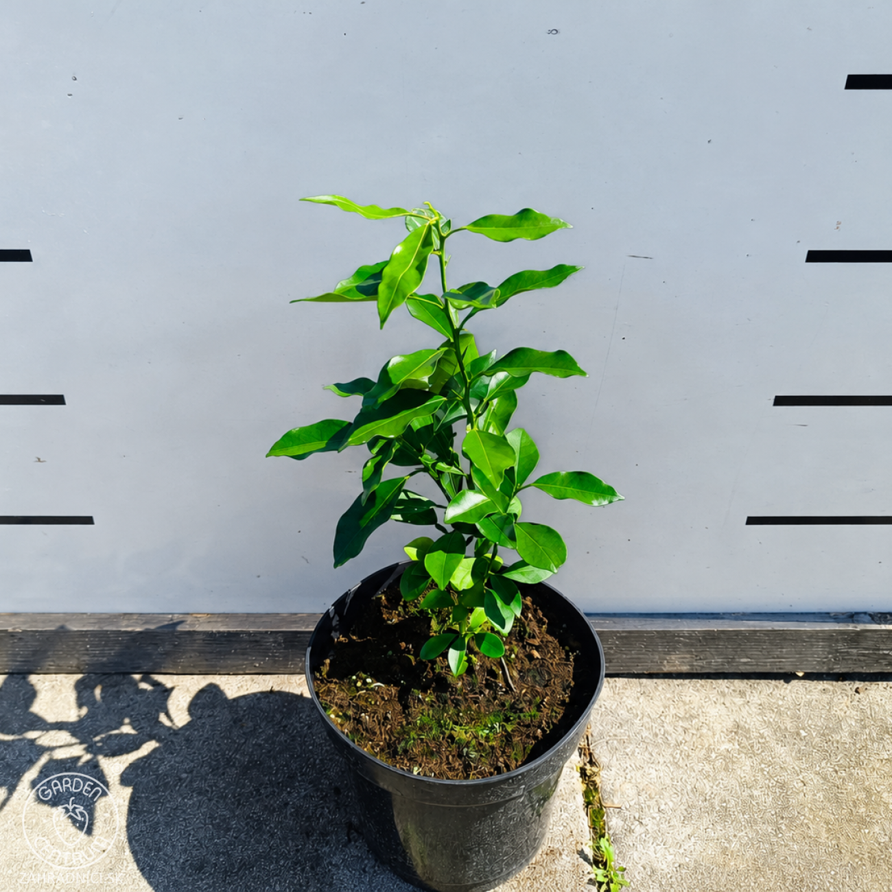 Obrázok Citrónovník japonský (Citrus junos) ´YUZU´ - výška 20-30 cm, kont. C2L