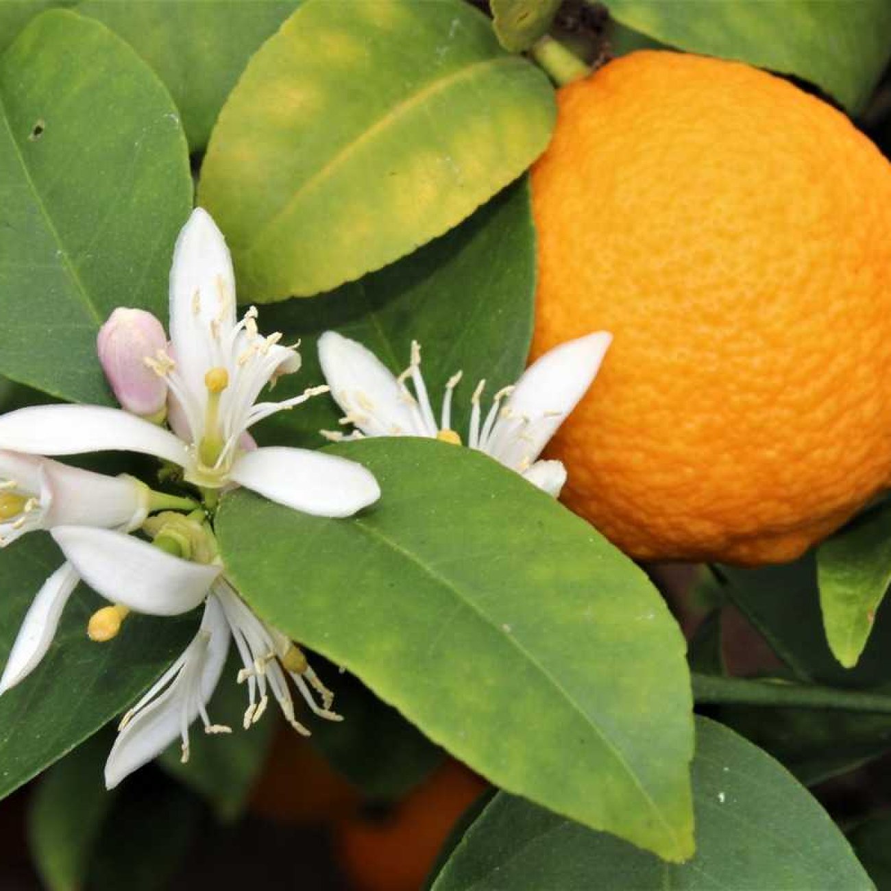 Obrázok Citróno-pomaranč 2v1 (Citrus volkamer - kríženec) ´VOLKAMERIANA´ - výška 15-25 cm, kont. C2L