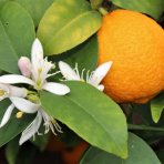 Citróno-pomaranč 2v1 (Citrus volkamer - kríženec) ´VOLKAMERIANA´ - výška 15-25 cm, kont. C2L