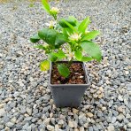 Mandarínko-Pomaranč 2v1 (Citrus reticulata) ‘ORTANIQUE TANGOR’ - výška 10-20 cm, kont. P11