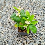 Mandarínko-Pomaranč 2v1 (Citrus reticulata) ‘ORTANIQUE TANGOR’ - výška 10-20 cm, kont. P11