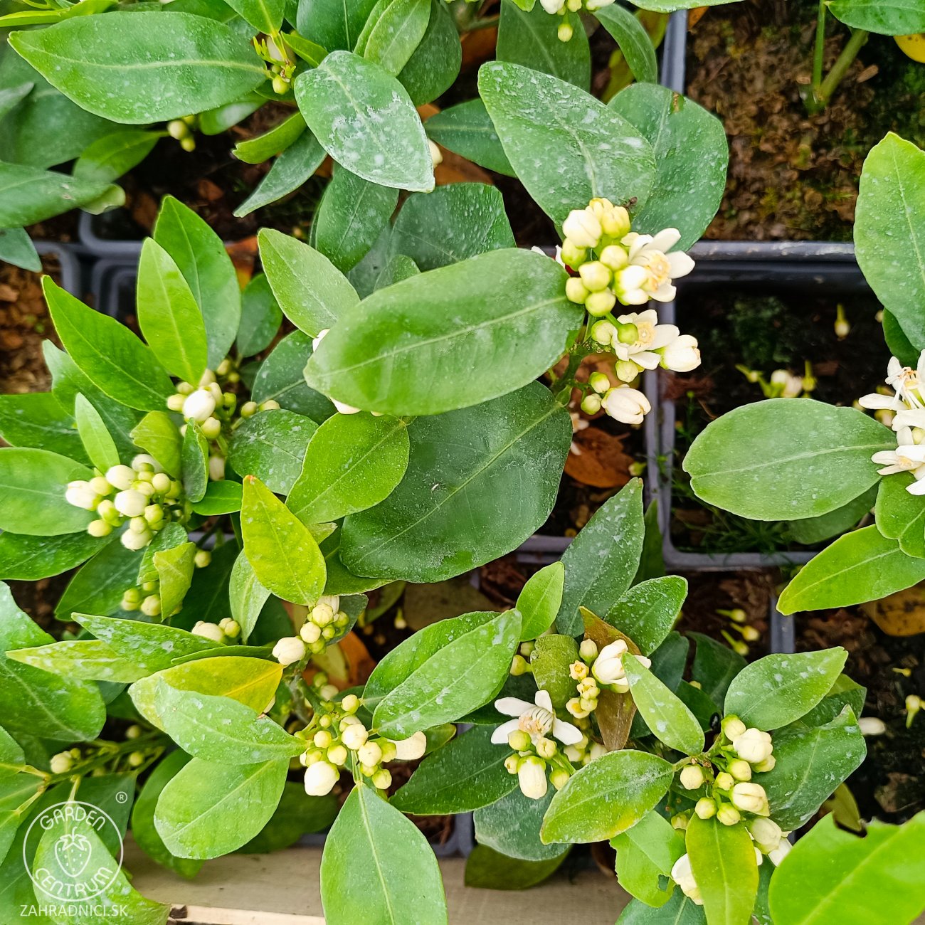 Obrázok Mandarínko-Pomaranč 2v1 (Citrus reticulata) ‘ORTANIQUE TANGOR’ - výška 10-20 cm, kont. P11