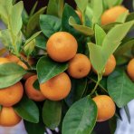 Mandarínko-Pomaranč 2v1 (Citrus reticulata) ‘ORTANIQUE TANGOR’ - výška 10-20 cm, kont. P11