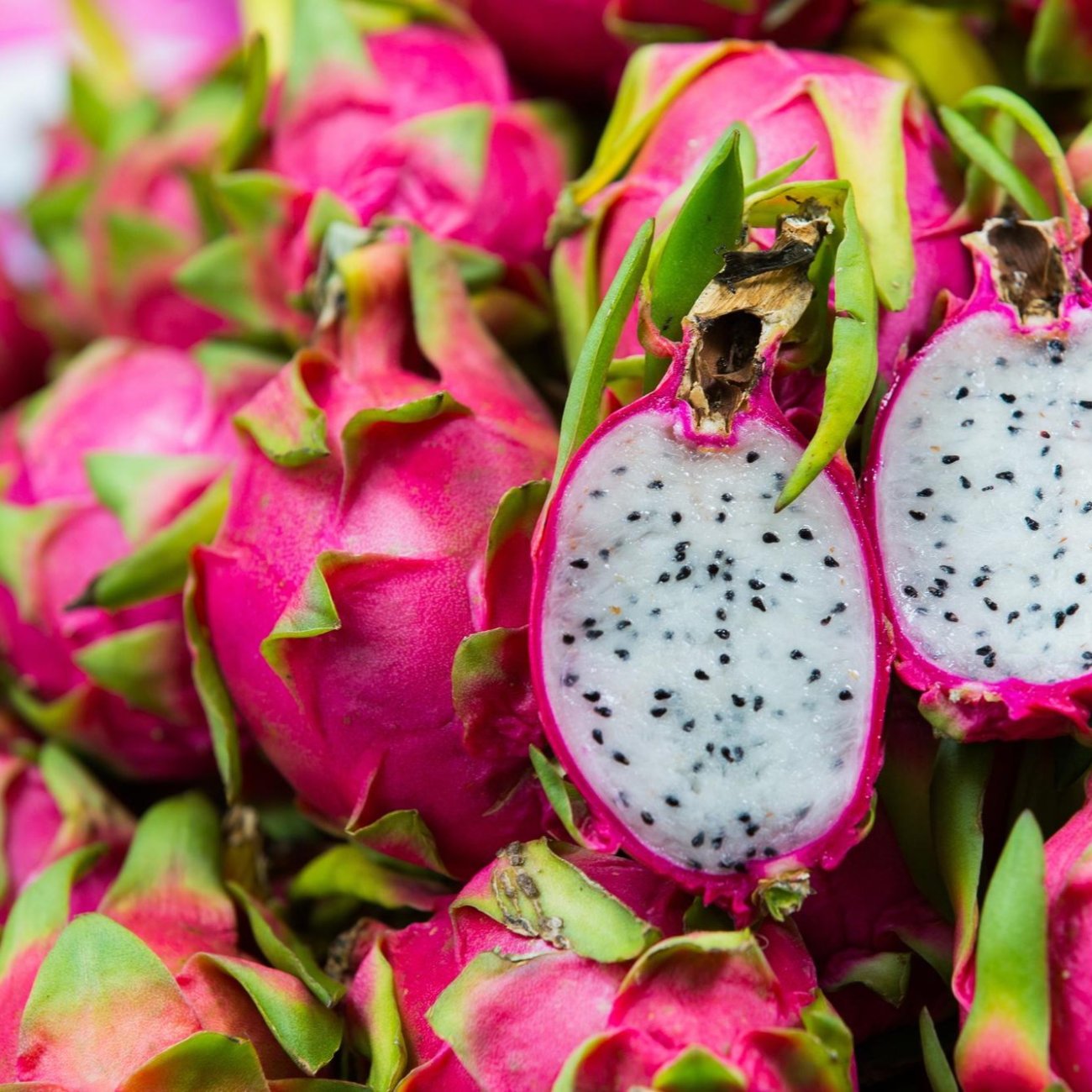 Obrázok Dračie ovocie (Pitahaya - Dragoon fruit) - výška 80-110 cm, kont. C10L
