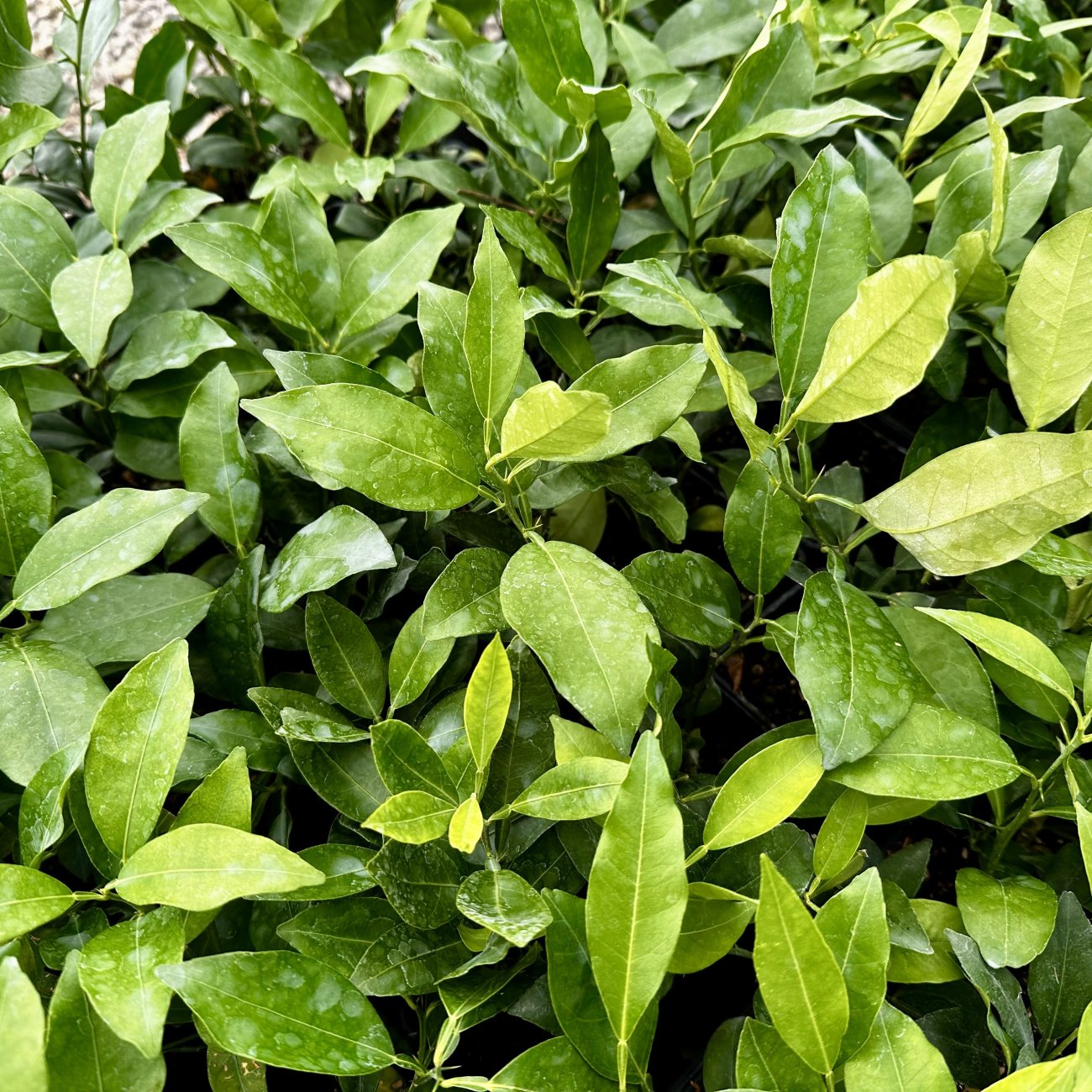 Obrázok Citrónovník japonský (Citrus junos) ´YUZU´ - výška 20-30 cm, kont. C2L