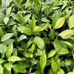 Citrónovník japonský (Citrus junos) ´YUZU´ - výška 20-30 cm, kont. C2L