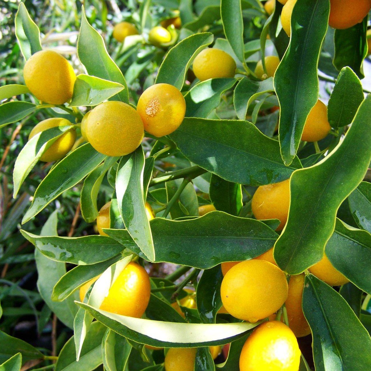 Obrázok Citrónovník japonský (Citrus junos) ´YUZU´ - výška 20-30 cm, kont. C2L
