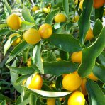 Citrónovník japonský (Citrus junos) ´YUZU´ - výška 20-30 cm, kont. C2L