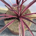 Kordylína austrálska (Cordyline australis) ´PASO DOBLE´ - výška 20-30 cm, kont. C3L (-12°C)