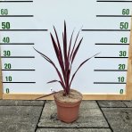 Kordylína austrálska (Cordyline australis) ´PASO DOBLE´ - výška 20-30 cm, kont. C3L (-12°C)