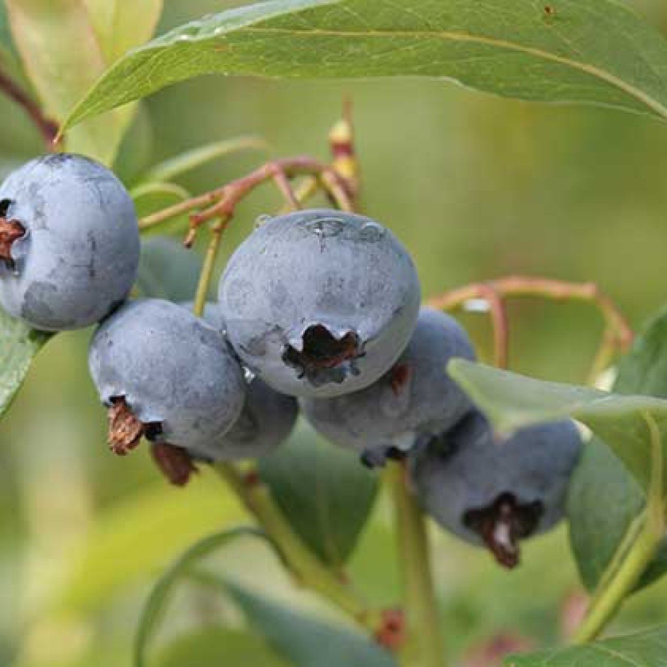 Obrázok Čučoriedka kanadská (Vaccinium corymbosum) ´BLUEGOLD´ - stredne skorá 40-60 cm, kont. C2L