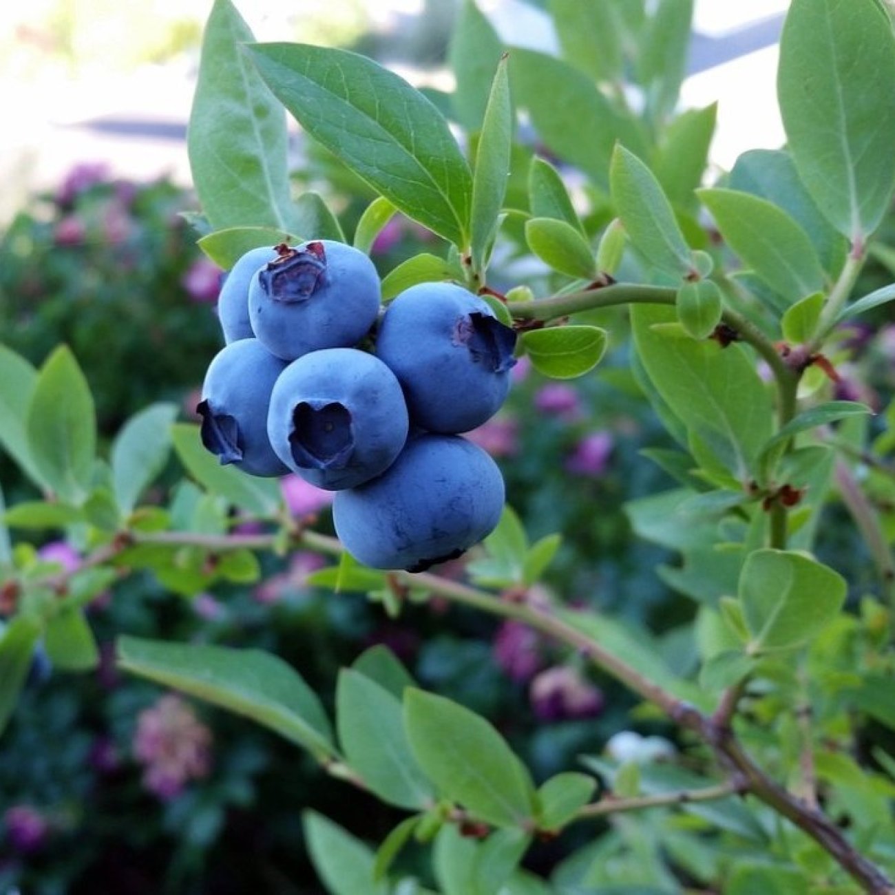 Obrázok Čučoriedka kanadská (Vaccinium corymbosum) ´DUKE´ – skorá 50-70 cm, kont. C2L
