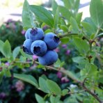 Čučoriedka kanadská (Vaccinium corymbosum) ´DUKE´ – skorá 50-70 cm, kont. C2L