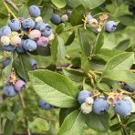 Čučoriedka kanadská (Vaccinium corymbosum) ´BLUEGOLD´ - stredne skorá, výška: 90-100 cm; kont. C5L - NA KMIENKU