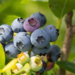 Čučoriedka kanadská (Vaccinium corymbosum) ´CHANDLER´- stredne skorá, výška 50-70 cm, kont. C2L