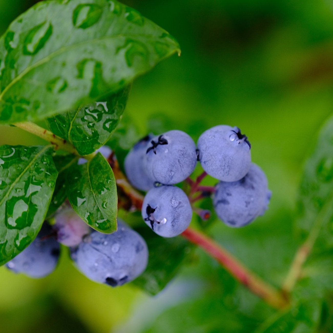 Obrázok Čučoriedka kanadská (Vaccinium corymbosum) ´PATRIOT´- skorá, výška 40-70 cm; kont. C2L