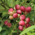 Čučoriedka kanadská (Vaccinium corymbosum) ´PINK LEMONADE´® - neskorá, výška 20-30 cm, P9