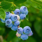 Čučoriedka kanadská (Vaccinium corymbosum) ´BLUEGOLD´ - stredne skorá, výška: 90-100 cm; kont. C5L - NA KMIENKU