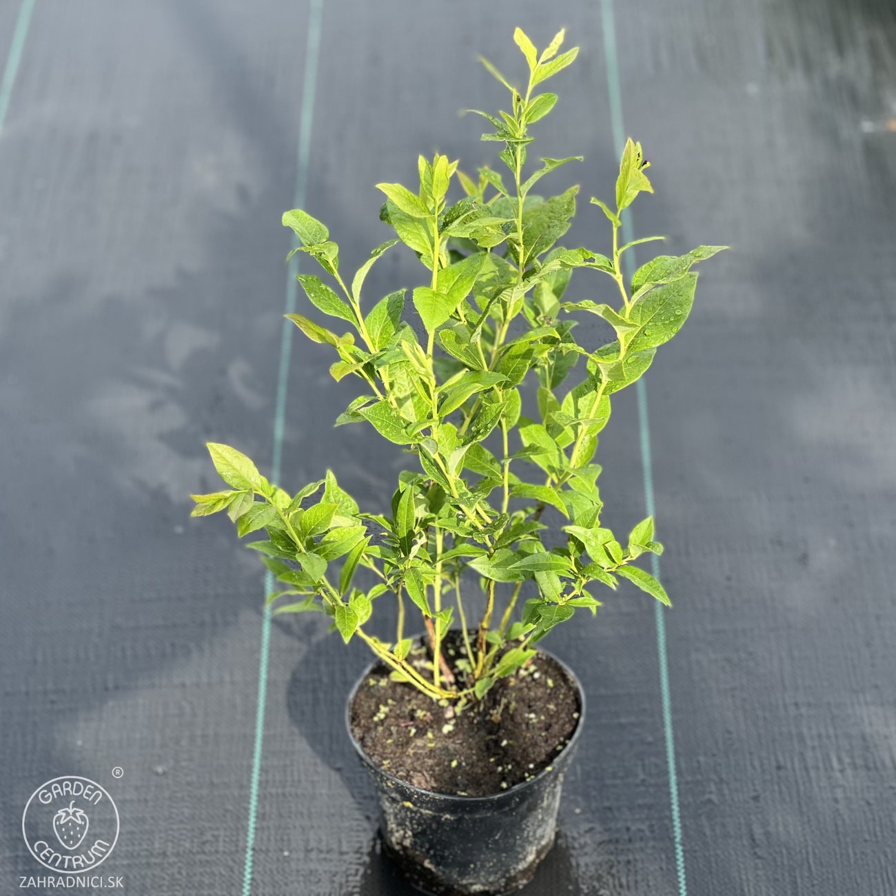 Obrázok Čučoriedka kanadská (Vaccinium corymbosum) ´PATRIOT´- skorá, výška 40-70 cm; kont. C2L