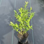Čučoriedka kanadská (Vaccinium corymbosum) ´PATRIOT´- skorá, výška 40-70 cm; kont. C2L