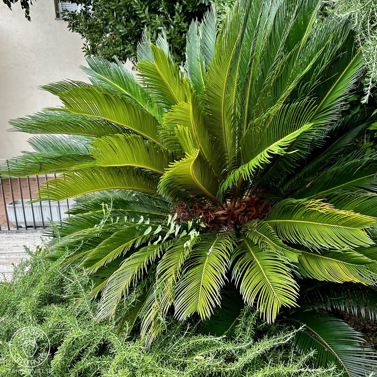 Obrázok Cykas japonský (Cycas revoluta) - výška 30-50 cm, ⌀ rastliny 20-30 cm, kont. C2L