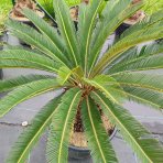 Cykas japonský (Cycas revoluta) - výška 60-80 cm, kont. C30L