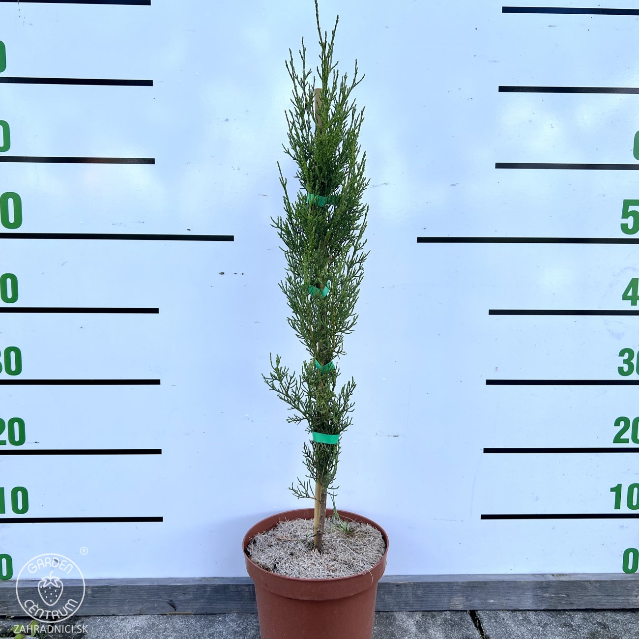Obrázok Cyprus vždyzelený (Cupressus sempervirens) ´PYRAMIDALIS´ - výška 40-60 cm, kont. C3L (-15°C)