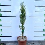 Cyprus vždyzelený (Cupressus sempervirens) ´PYRAMIDALIS´ - výška 40-60 cm, kont. C3L (-15°C)