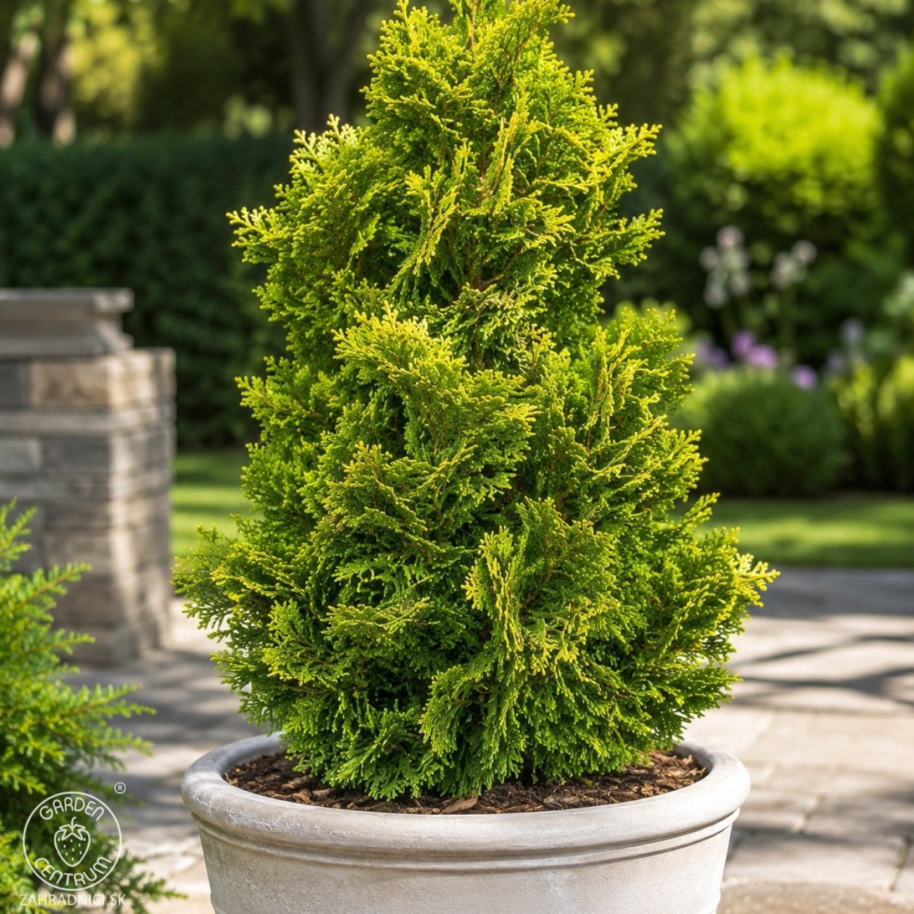 Obrázok Cypruštek tupolistý (Chamaecyparis obtusa) ´AURORA´ - výška 10-15 cm, Ø 10-15 cm, kont. C2L