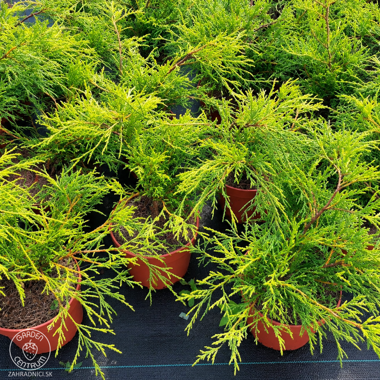 Obrázok Cypruštek hrachonosný (Chamaecyparis pisifera) ´SUNGOLD´ - výška 30-40 cm Ø 25-30 cm, kont. C3L