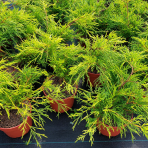 Cypruštek hrachonosný (Chamaecyparis pisifera) ´SUNGOLD´ - výška 30-40 cm Ø 25-30 cm, kont. C3L
