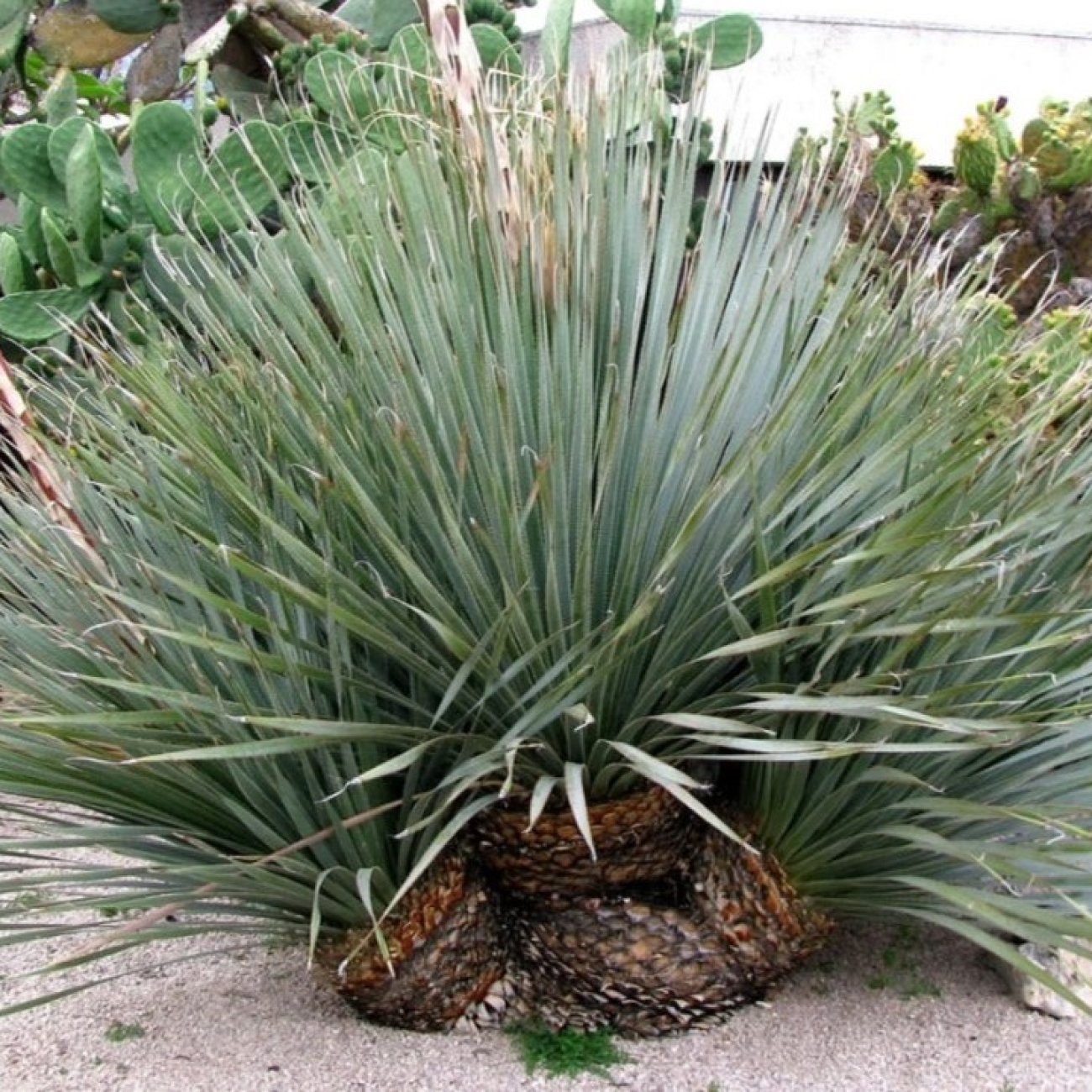 Obrázok Dasylirion ´GLAUCOPHYLLUM´ - výška 30-50 cm, kont. C2L (-16°C)