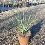 Dasylirion ´GLAUCOPHYLLUM´ - výška 30-50 cm, kont. C2L (-16°C)