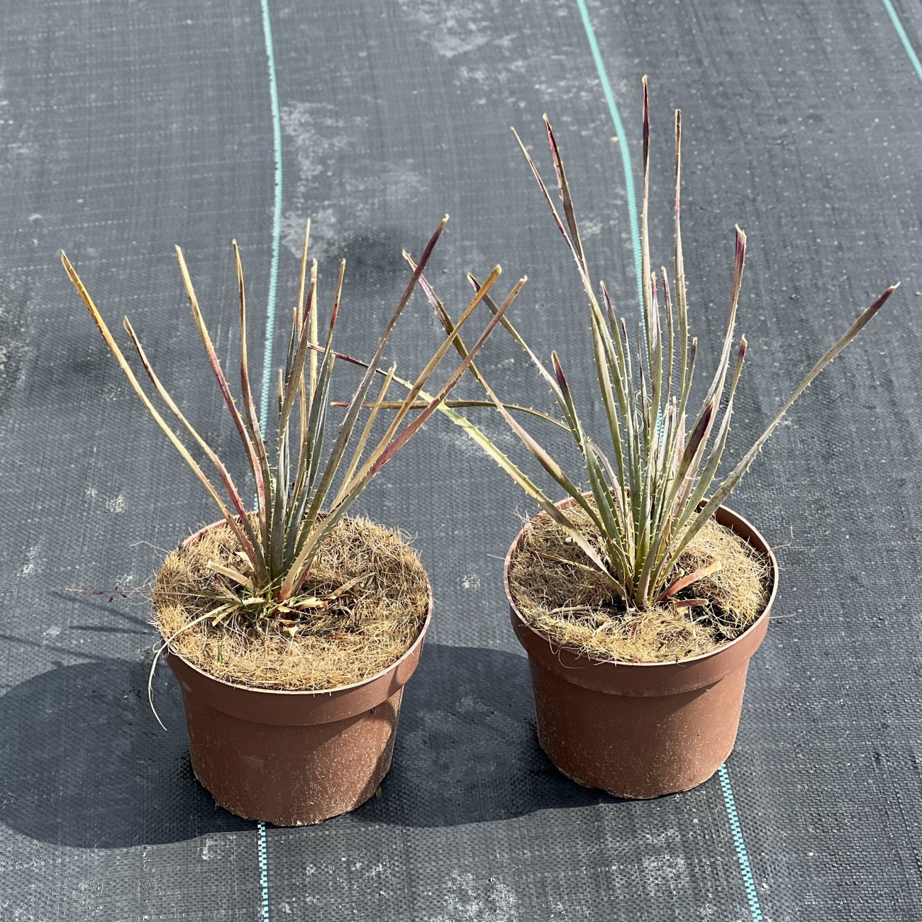 Obrázok Dasylirion ´GLAUCOPHYLLUM´ - výška 30-50 cm, kont. C2L (-16°C)