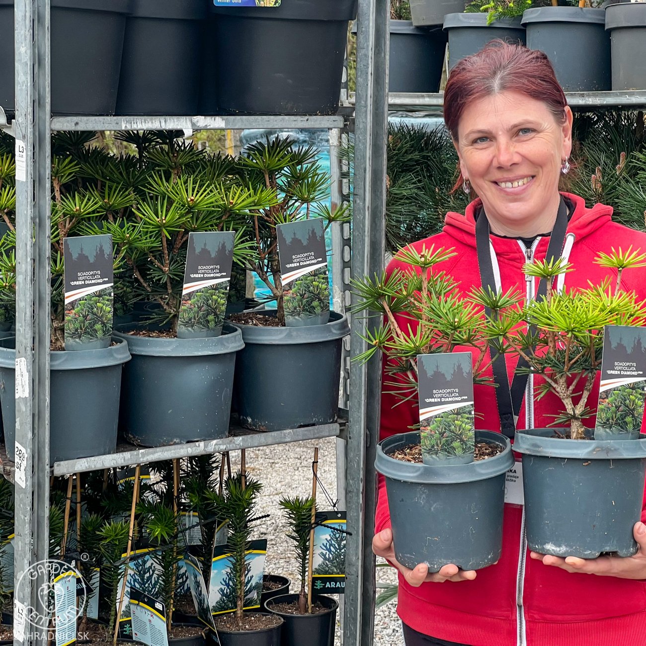 Obrázok Dáždnikovec praslenovitý (Sciadopitys Verticillata) ´GREEN DIAMOND´ - japonská borovica – výška: 25-35 cm, kont. C3L (-29°C)