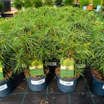 Dáždnikovec praslenovitý (Sciadopitys Verticillata) - japonská borovica – výška 20-30 cm, kont. C3L