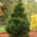 Dáždnikovec praslenovitý (Sciadopitys Verticillata) - japonská borovica – výška 10-15 cm, kont. C2L