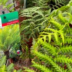 Diksónia antarktická (Dicksonia antarctica) – výška 20-30 cm, Ø 30-40 cm, kont.C2L 