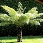 Diksónia antarktická (Dicksonia antarctica) – výška 20-30 cm, Ø 30-40 cm, kont.C2L 