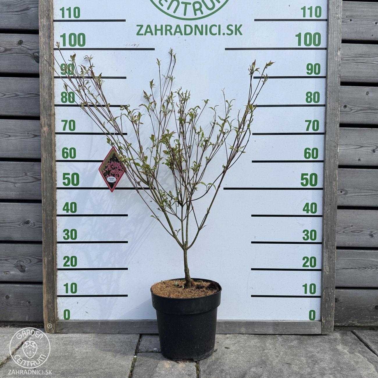 Obrázok Drieň japonský (Cornus kousa) ´BENI-FUJI´ – výška 70-80 cm, kont. C7L