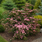 Drieň japonský (Cornus kousa) ´BENI-FUJI´ – výška 70-80 cm, kont. C7L