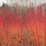 Drieň krvavý (Cornus sanguinea) ´MIDWINTER FIRE´ - výška 15-20 cm, kont. C2L